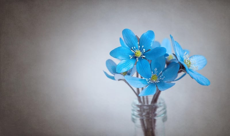 Nature-Inspired Decor